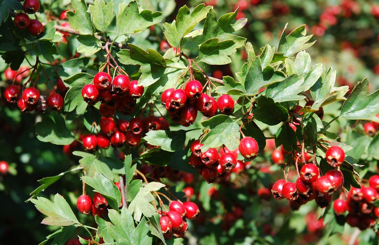Eurasian Blackcap, Garden Warbler and Dunnock add wildlife div - Bild 3